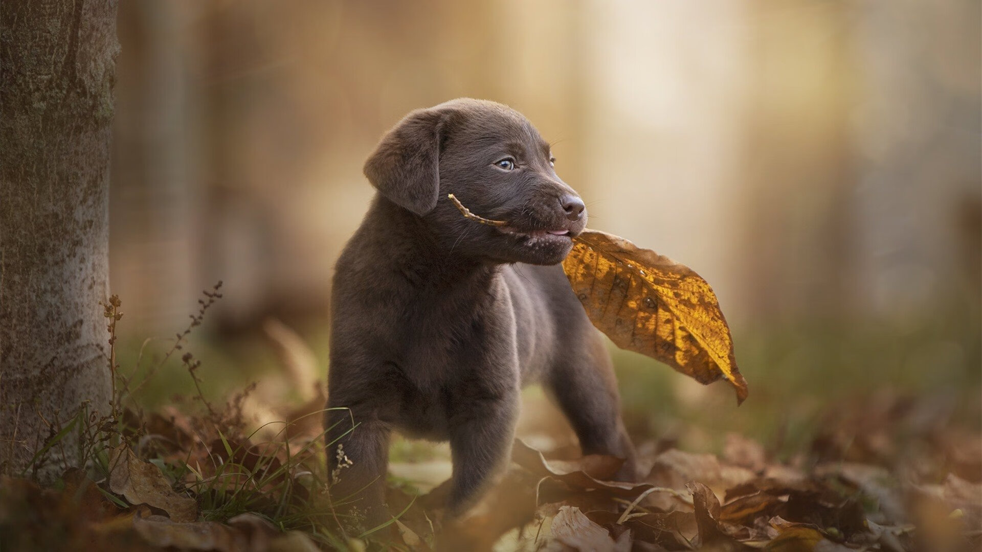 开云体育入口-步行者冰封杜兰特，克莱枪管滚烫—印第安纳的水花兄弟革命悄然开启
