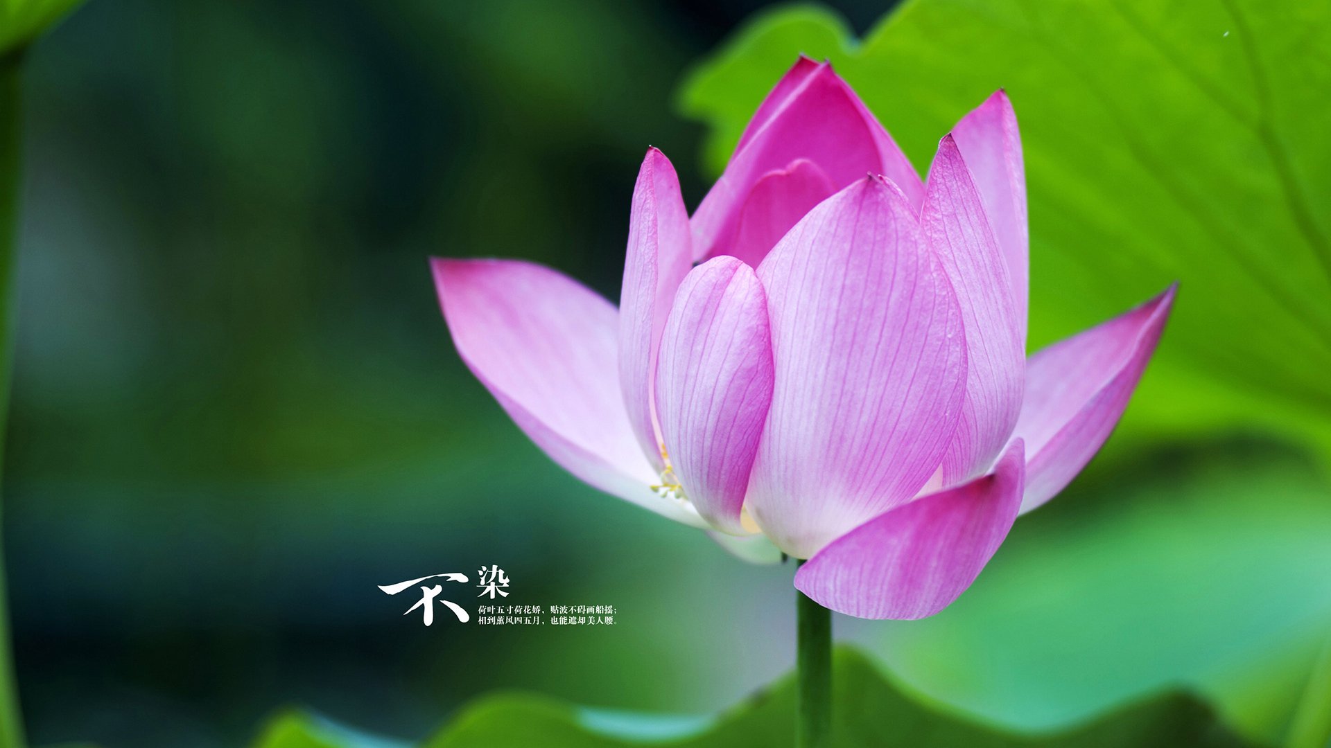 夜幕下的决胜者，布鲁诺末节接管拜仁对阵马赛之战