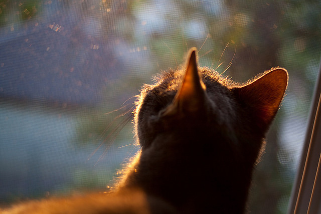 开云sport-跨越时空的传奇，广厦单节神迹与詹姆斯封神时刻