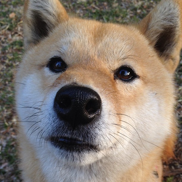 神祇与陨石，当C罗扛起葡萄牙，洪都拉斯碾过德国战车