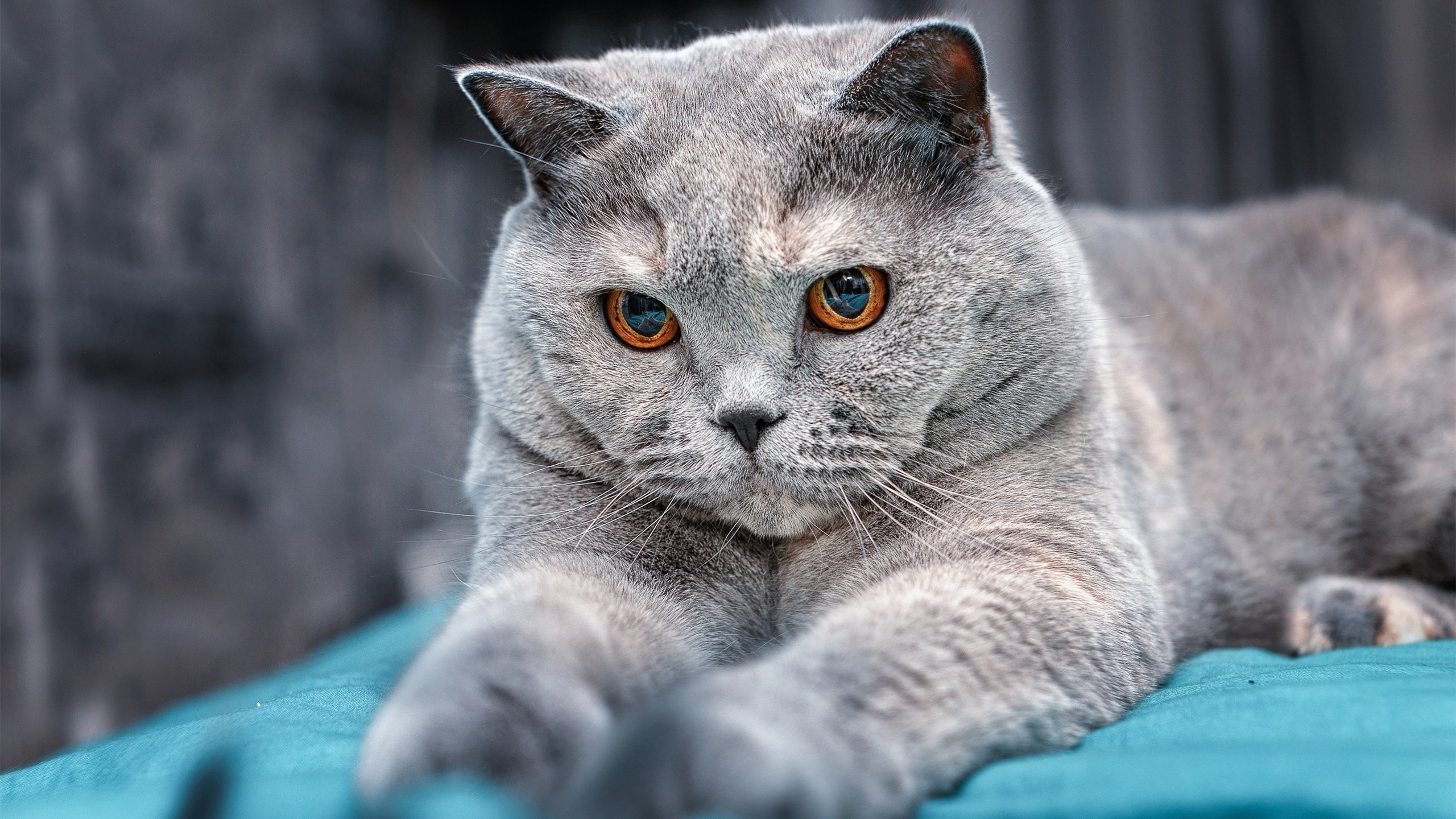 唯一之战,阿劳霍爆发引领威尔士节奏掌控韩国