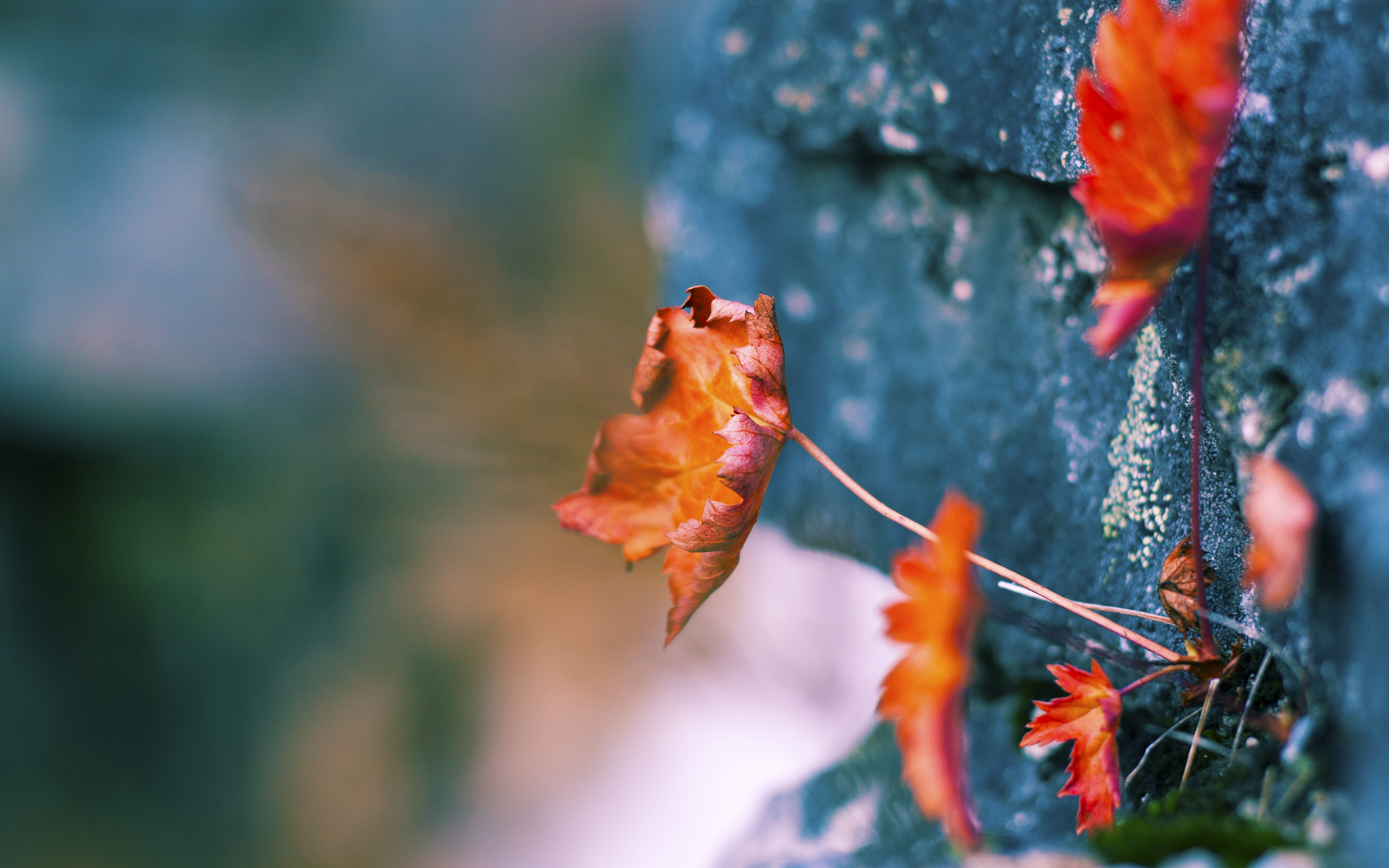 复调，2026世界杯之夜的杀戮与永恒