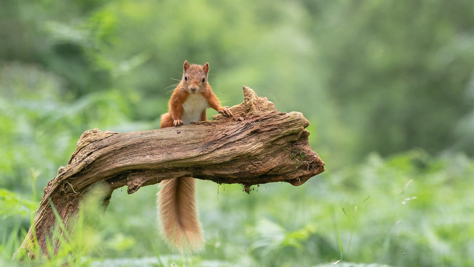 东方巨龙与欧洲魔术师，广东横扫猛龙，约基奇欧冠封神