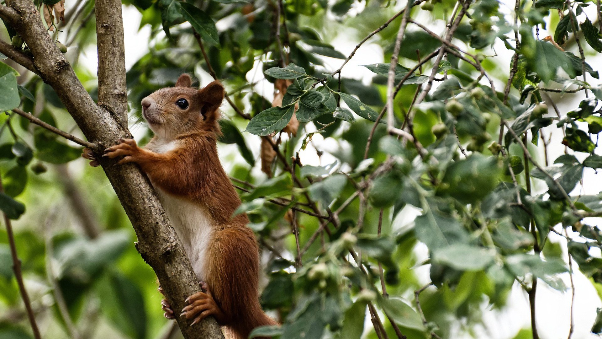 开云体育app-跨界锁死，当东决关键战之夜遇见厄德高的防守艺术
