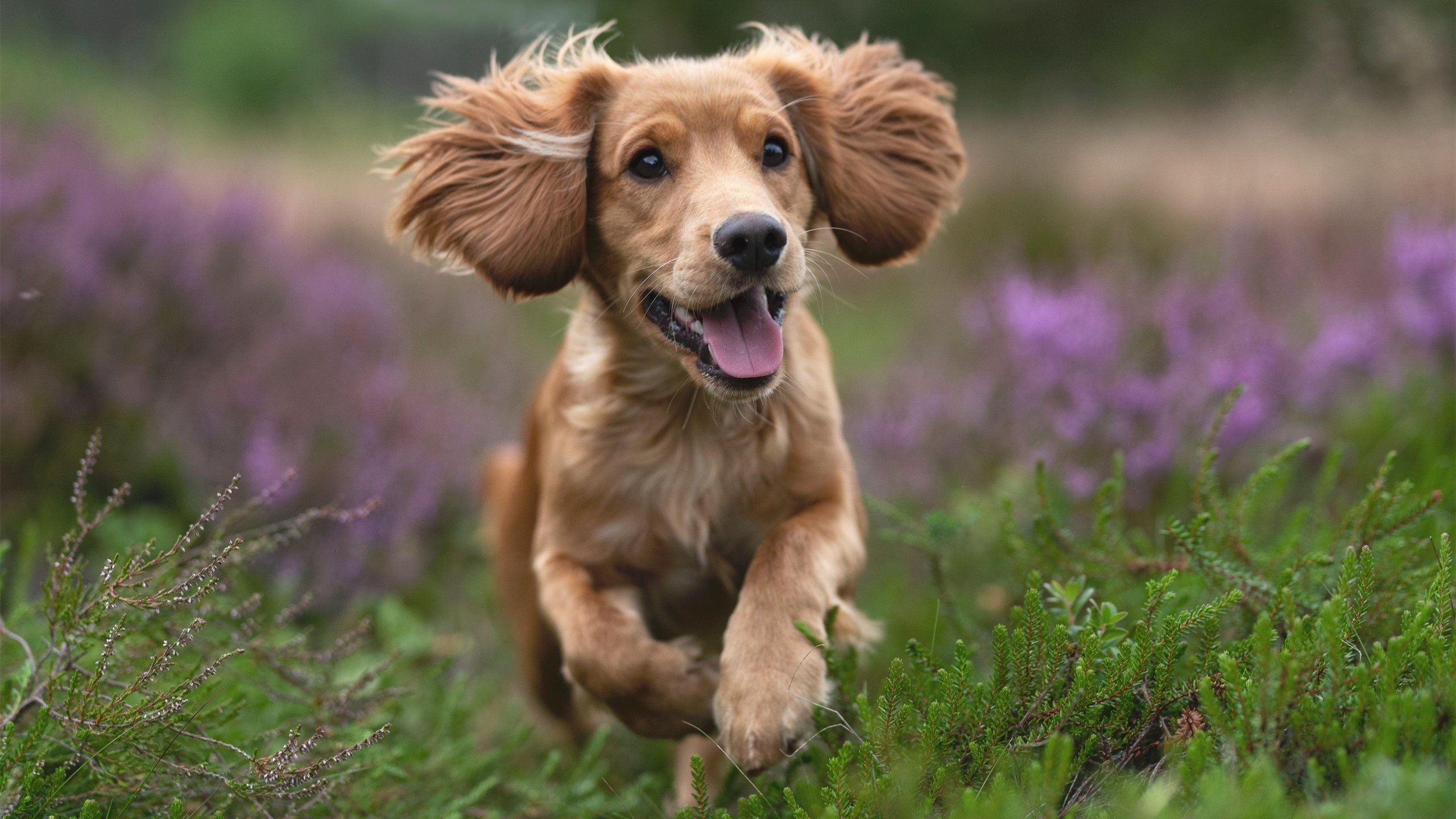 冰岛神话终结旧秩序，佩德里手术刀肢解新王朝，当足球走向个体微操时代