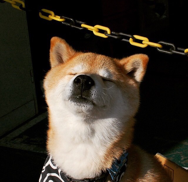 开云体育入口-现代防守图腾，切特如何用七尺身躯与智慧之手筑起鹈鹕禁飞区