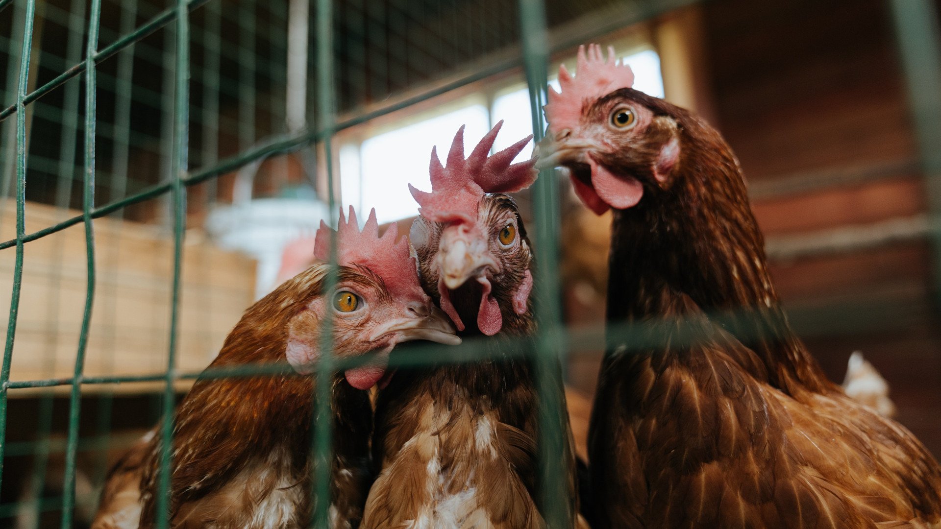 浴火重生！拉文42分引爆全场，广厦火力全开轻取雄鹿